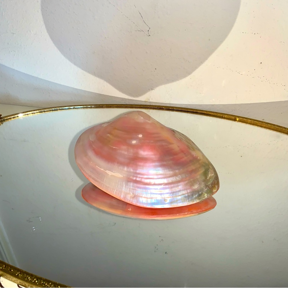 Pink sea shell - Picture 3 of 6